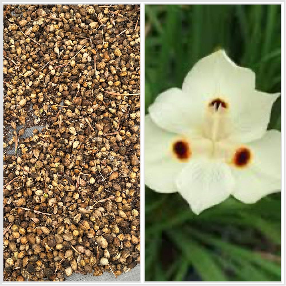 dietes-bicolor-fortnight-lily-iris-bicolor-yellow-african-iris-moraea-bicolor