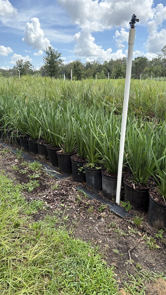 dietes-bicolor-fortnight-lily-iris-bicolor-yellow-african-iris-moraea-bicolor