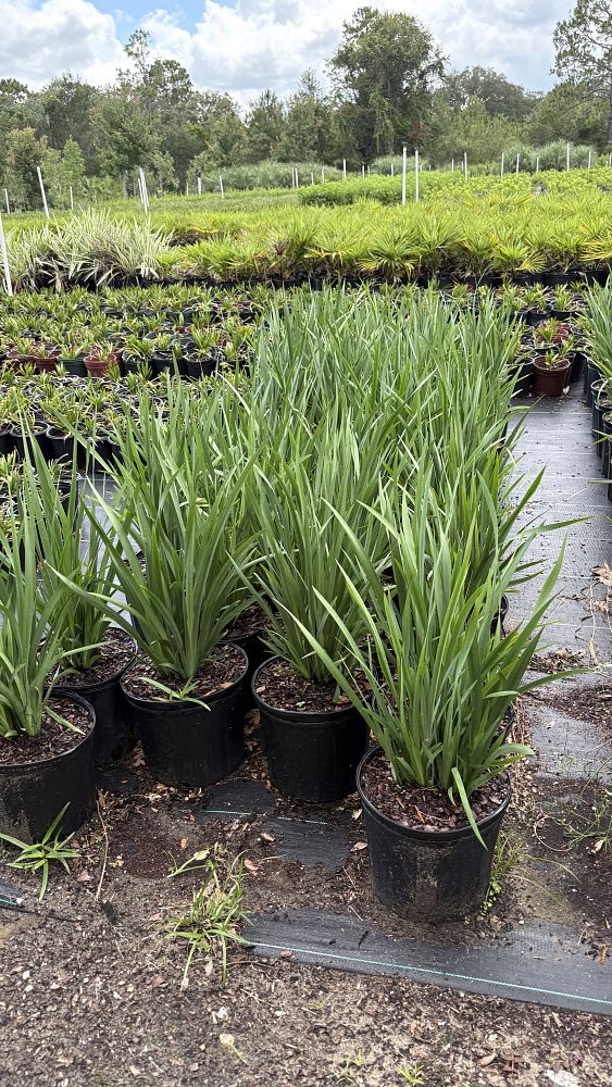 dietes-bicolor-fortnight-lily-iris-bicolor-yellow-african-iris-moraea-bicolor