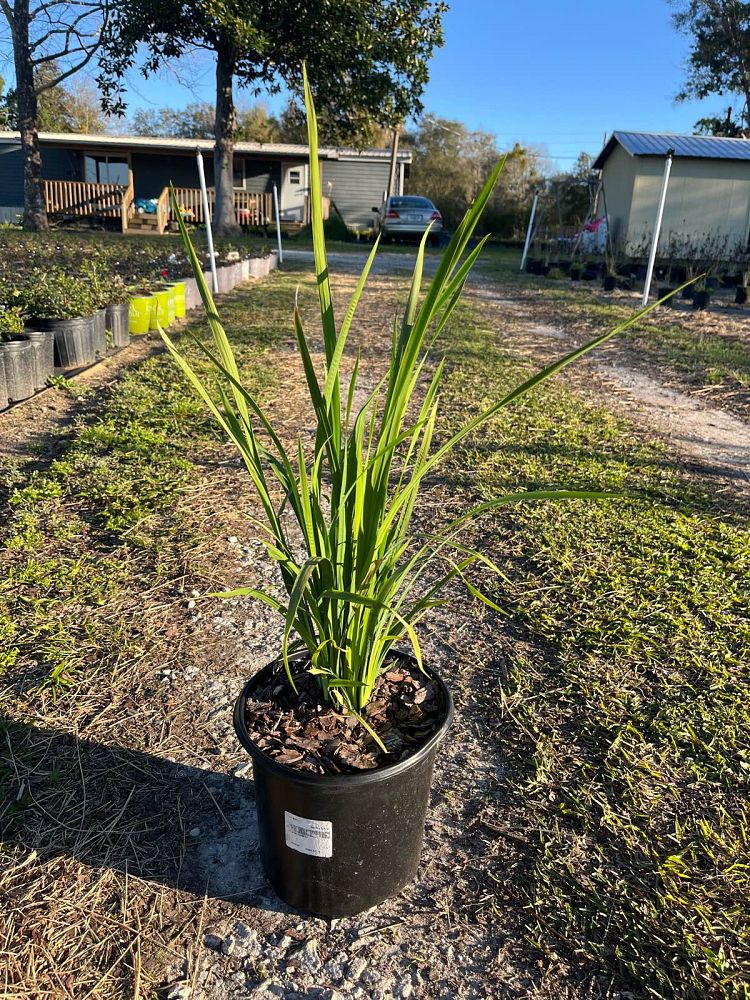 dietes-bicolor-fortnight-lily-iris-bicolor-yellow-african-iris-moraea-bicolor