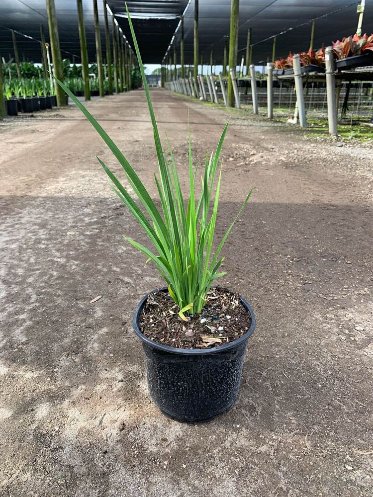 dietes-bicolor-fortnight-lily-iris-bicolor-yellow-african-iris-moraea-bicolor