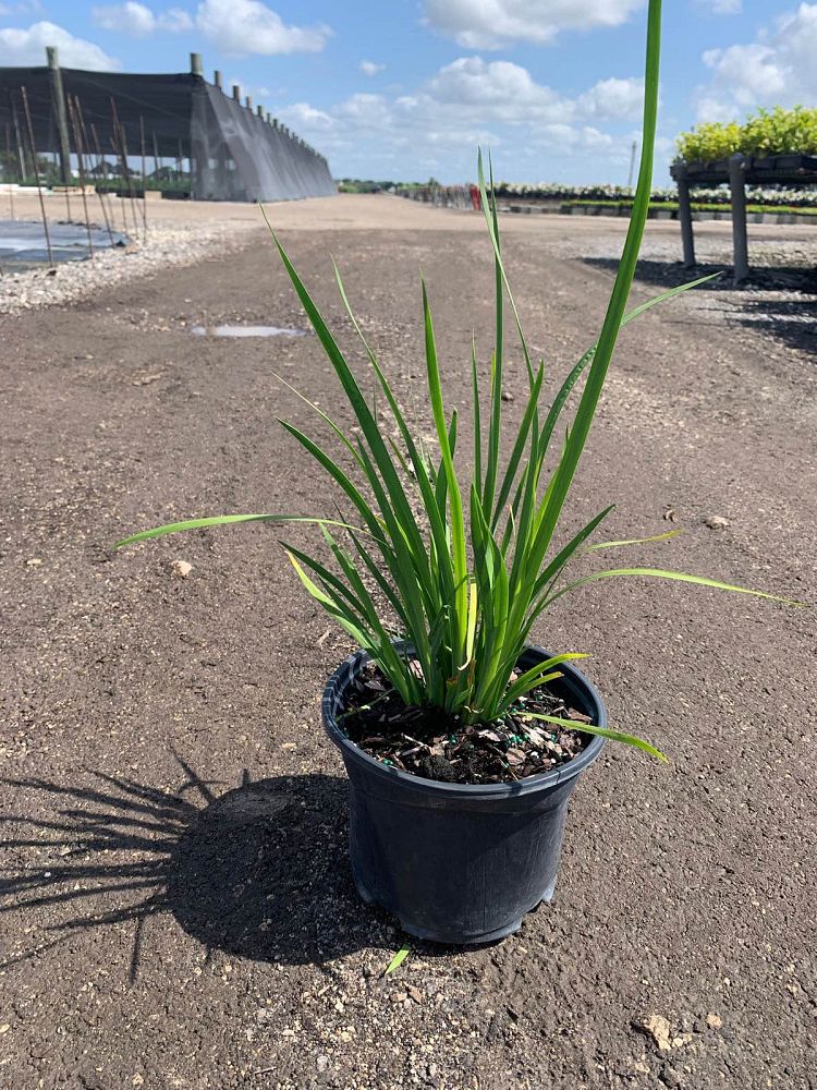 dietes-bicolor-fortnight-lily-iris-bicolor-yellow-african-iris-moraea-bicolor