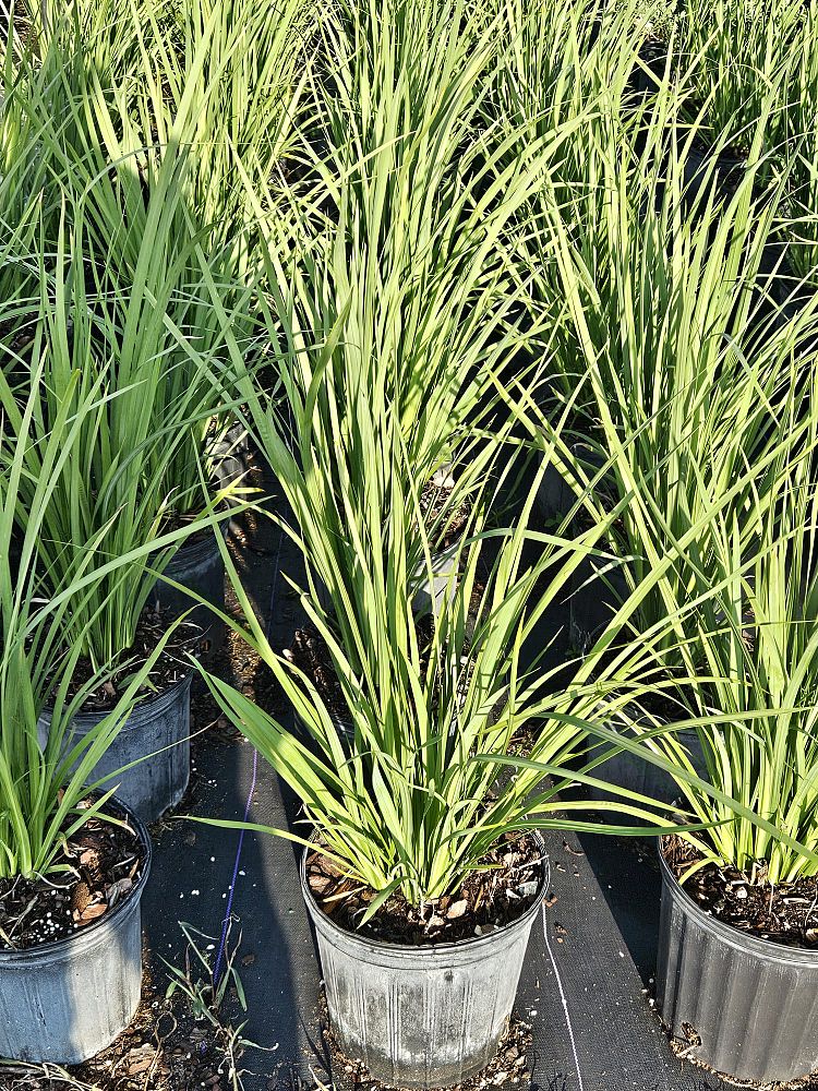 dietes-bicolor-fortnight-lily-iris-bicolor-yellow-african-iris-moraea-bicolor