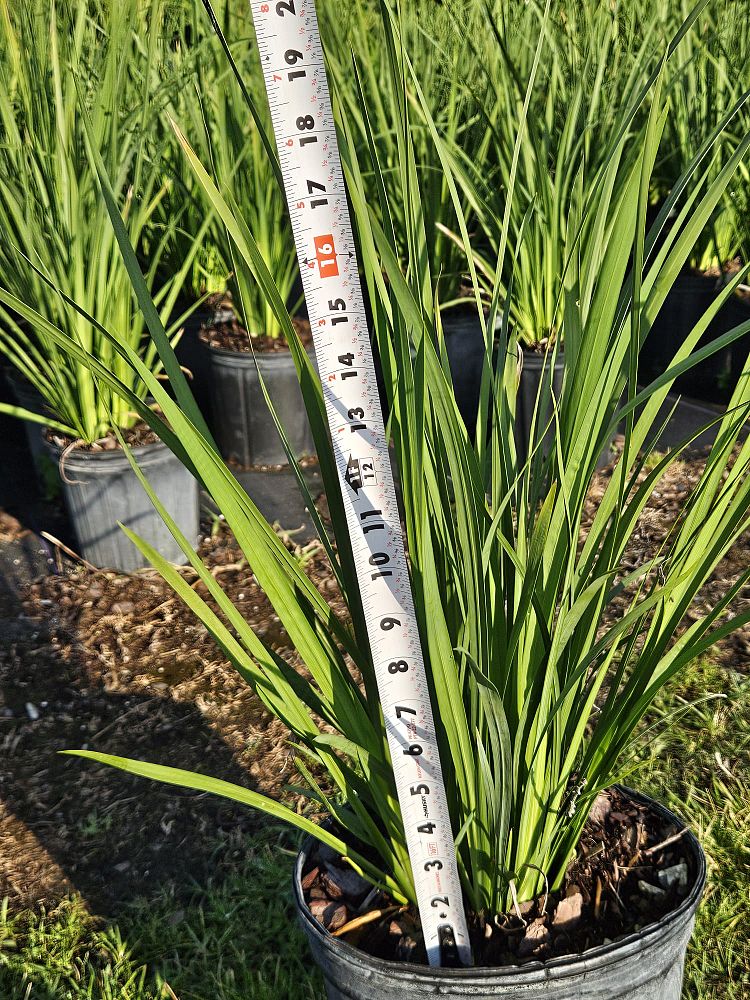 dietes-bicolor-fortnight-lily-iris-bicolor-yellow-african-iris-moraea-bicolor