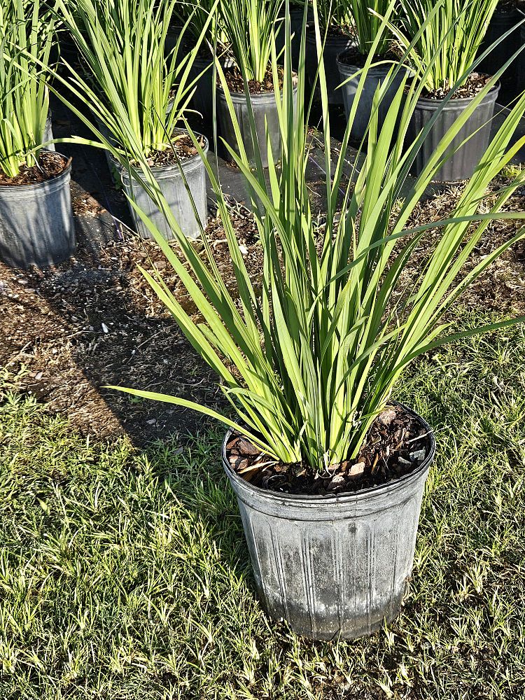 dietes-bicolor-fortnight-lily-iris-bicolor-yellow-african-iris-moraea-bicolor