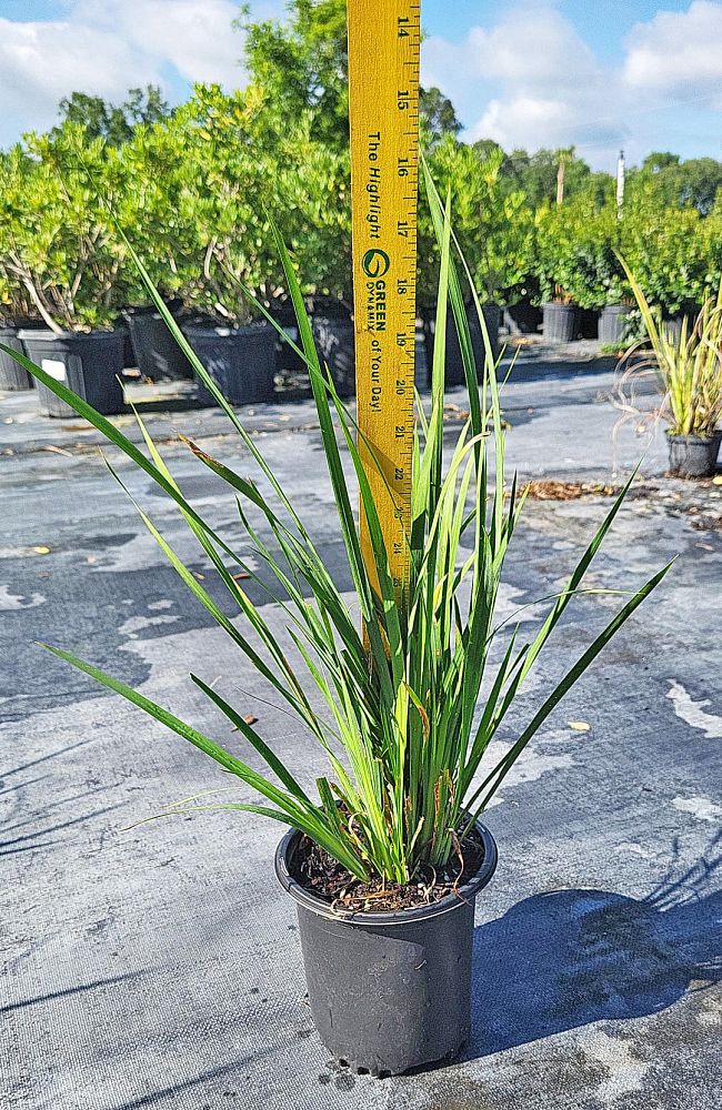 dietes-bicolor-fortnight-lily-iris-bicolor-yellow-african-iris-moraea-bicolor