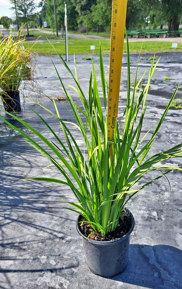 dietes-bicolor-fortnight-lily-iris-bicolor-yellow-african-iris-moraea-bicolor