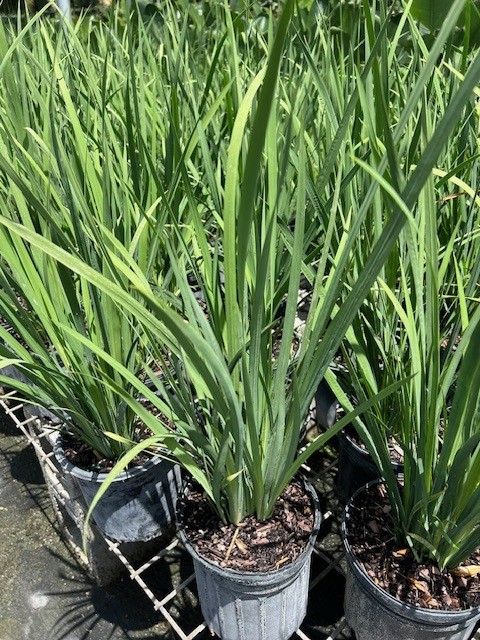 dietes-bicolor-fortnight-lily-iris-bicolor-yellow-african-iris-moraea-bicolor