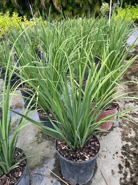 dietes-bicolor-fortnight-lily-iris-bicolor-yellow-african-iris-moraea-bicolor