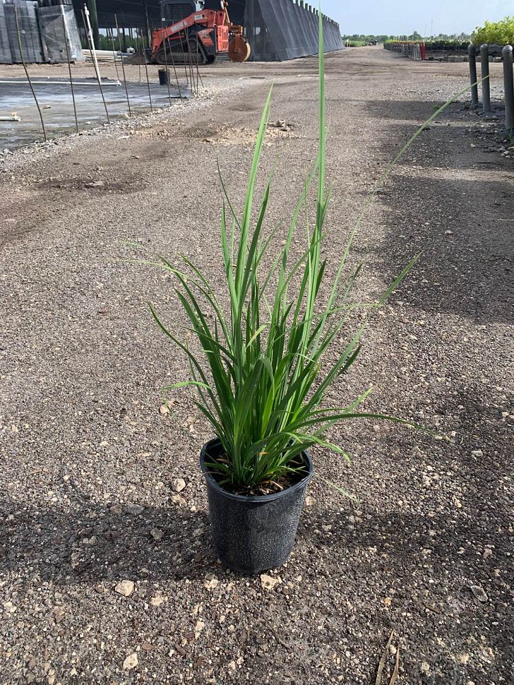 dietes-bicolor-fortnight-lily-iris-bicolor-yellow-african-iris-moraea-bicolor
