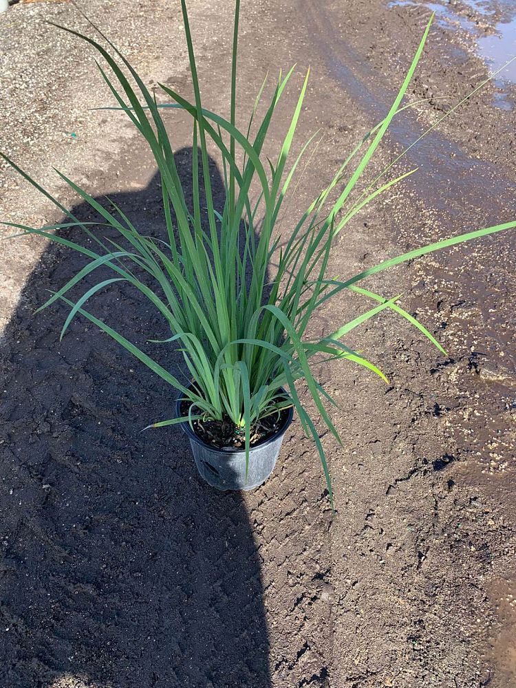 dietes-bicolor-fortnight-lily-iris-bicolor-yellow-african-iris-moraea-bicolor
