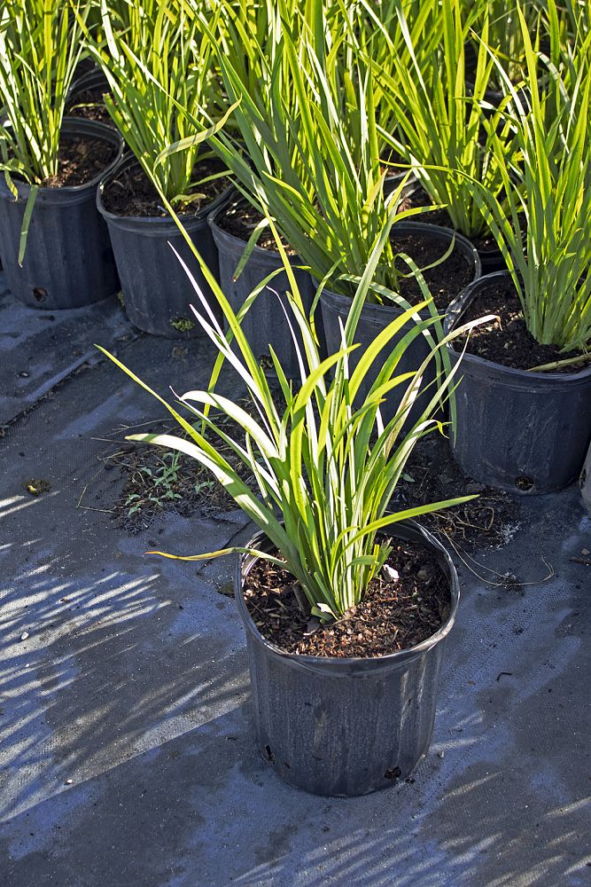 dietes-bicolor-fortnight-lily-iris-bicolor-yellow-african-iris-moraea-bicolor