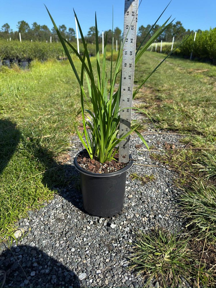 dietes-bicolor-fortnight-lily-iris-bicolor-yellow-african-iris-moraea-bicolor