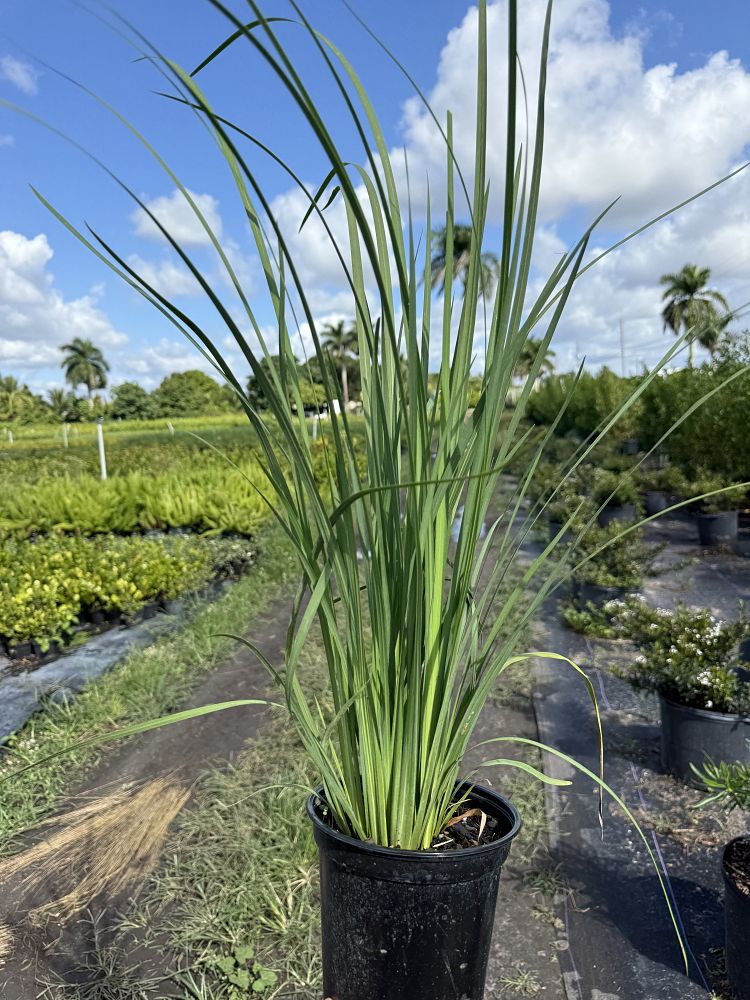 dietes-bicolor-fortnight-lily-iris-bicolor-yellow-african-iris-moraea-bicolor