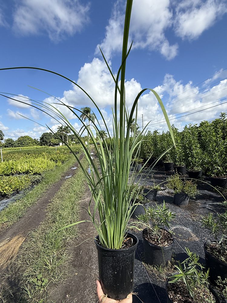 dietes-bicolor-fortnight-lily-iris-bicolor-yellow-african-iris-moraea-bicolor