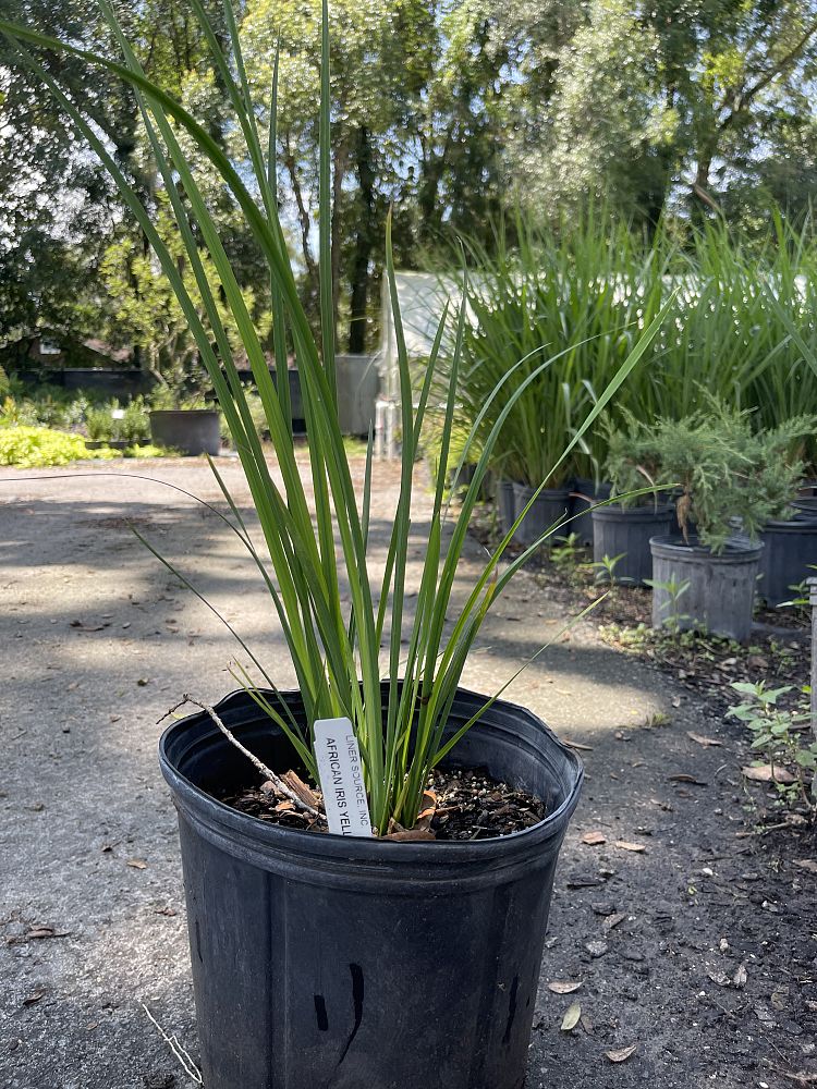 dietes-flavida-butterfly-iris-african-iris