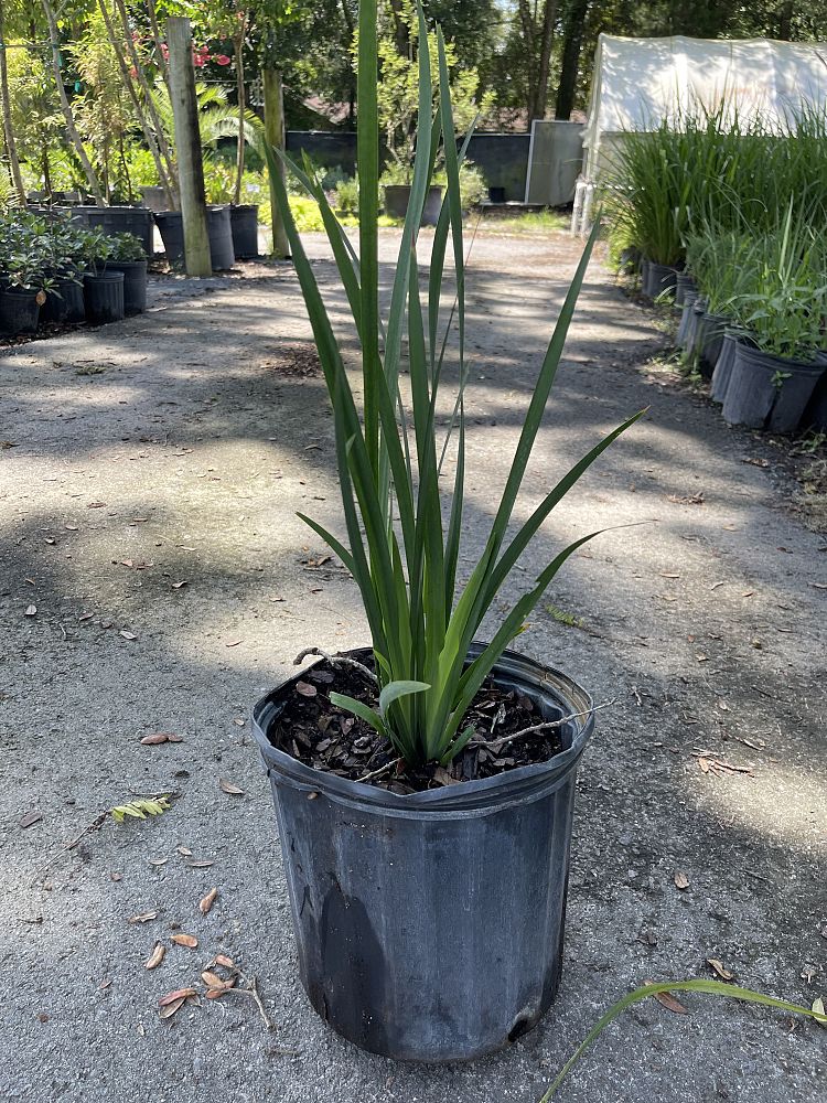 dietes-flavida-butterfly-iris-african-iris