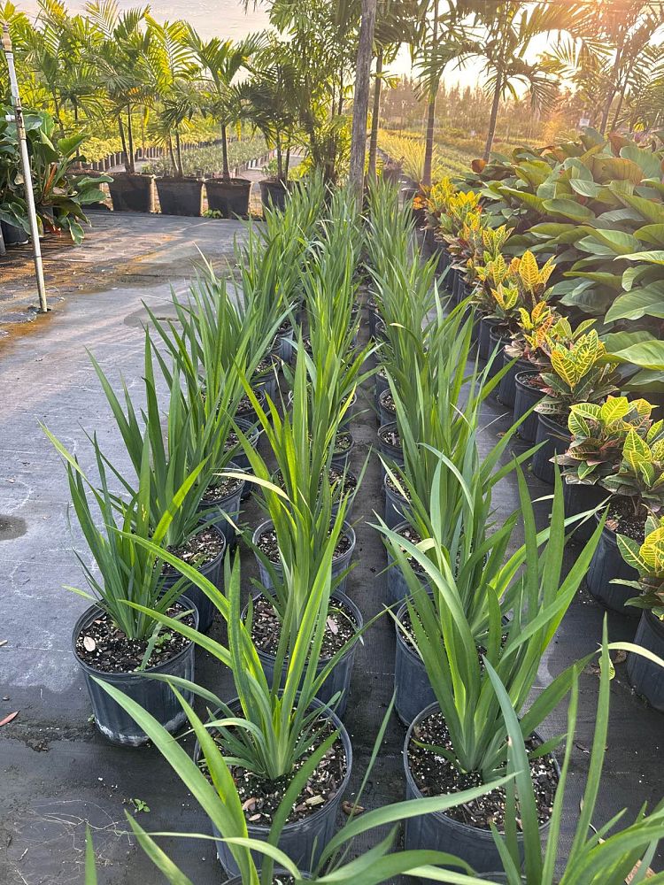 dietes-flavida-butterfly-iris-african-iris