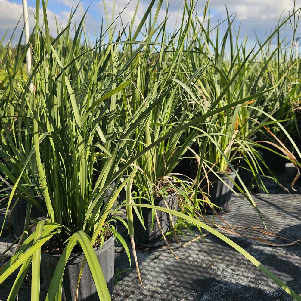 dietes-flavida-butterfly-iris-african-iris