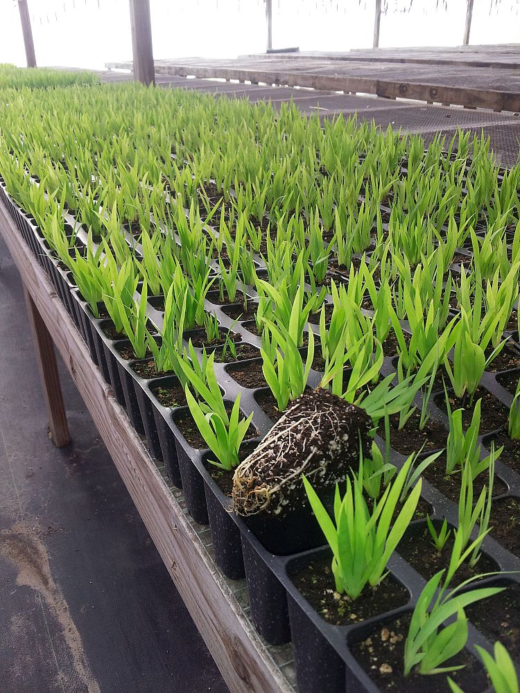 dietes-iridioides-african-iris-fortnight-lily
