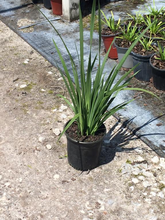 dietes-iridioides-african-iris-fortnight-lily