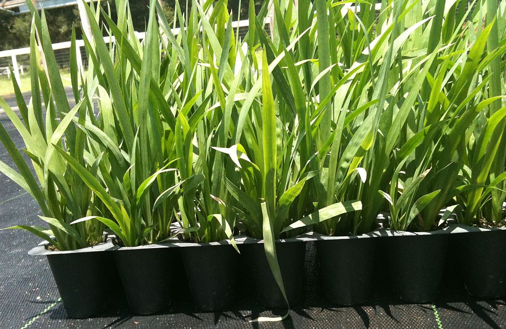 dietes-iridioides-african-iris-fortnight-lily