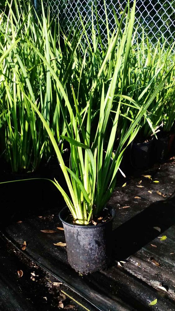 dietes-iridioides-african-iris-fortnight-lily