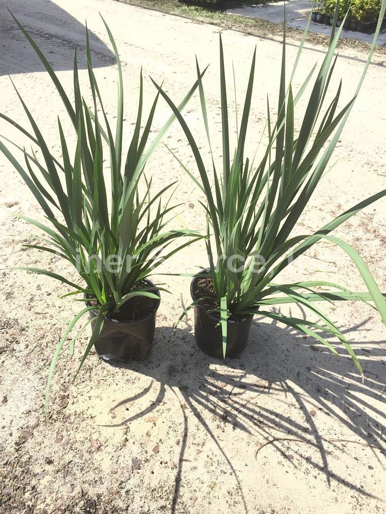 dietes-iridioides-african-iris-fortnight-lily