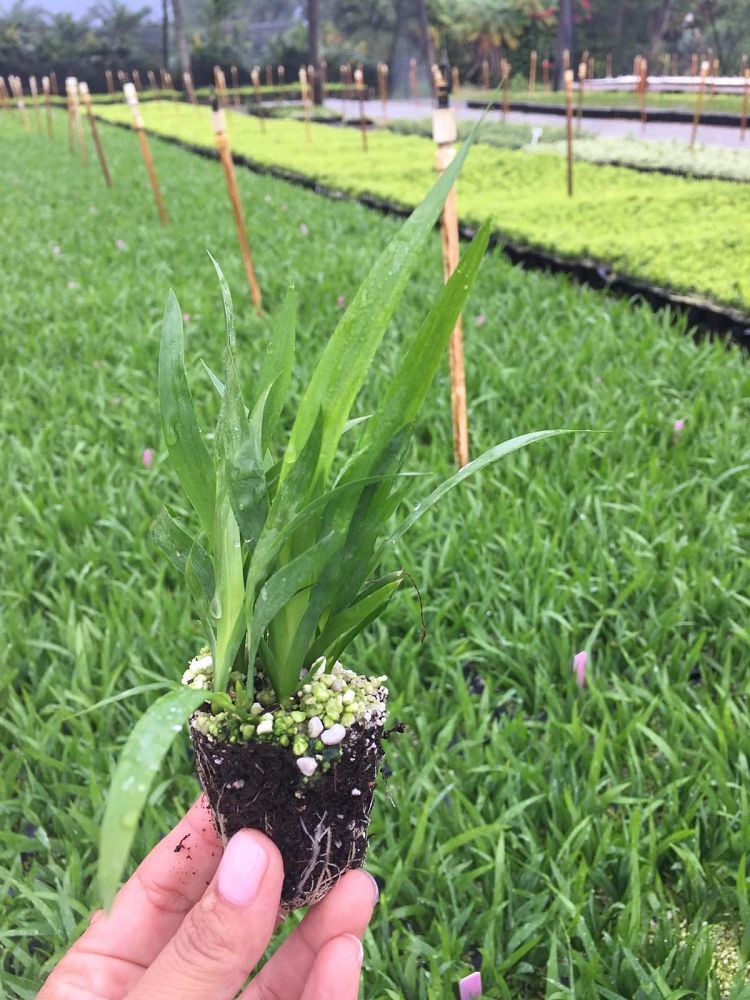 dietes-iridioides-african-iris-fortnight-lily