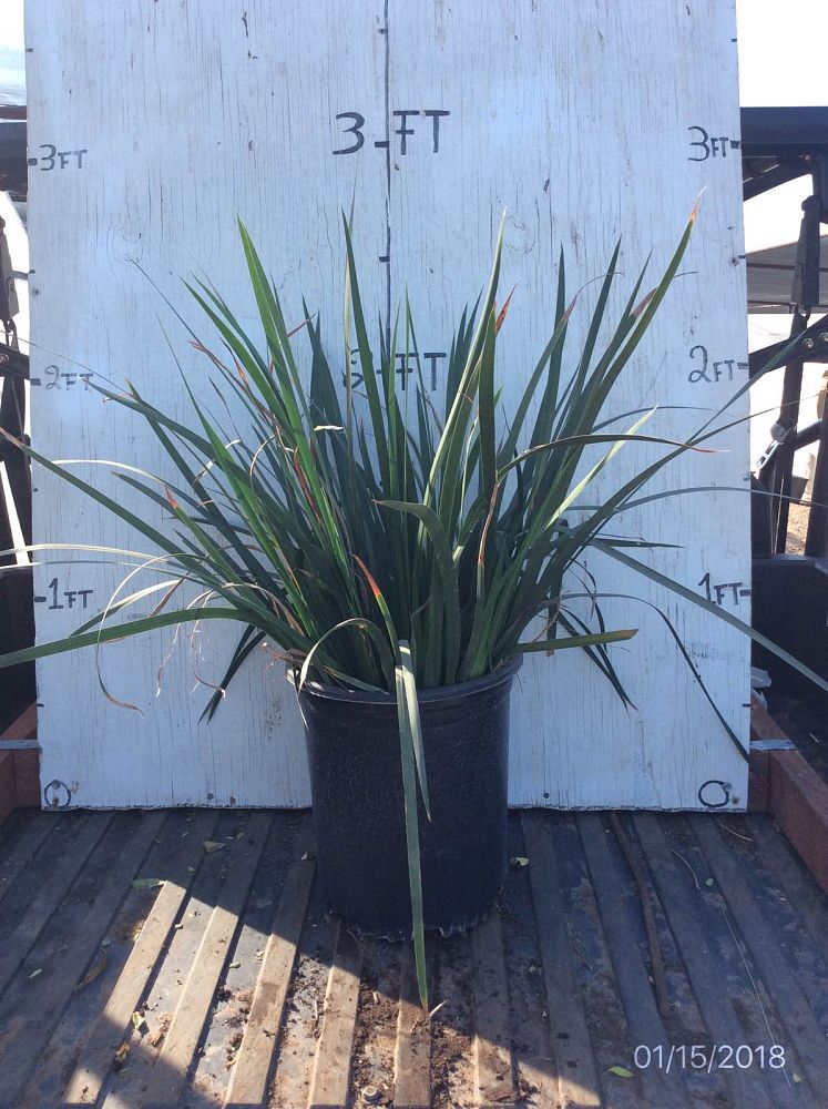dietes-iridioides-african-iris-fortnight-lily