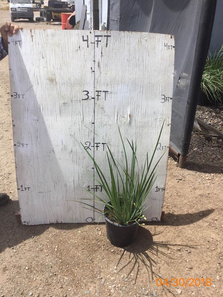dietes-iridioides-african-iris-fortnight-lily
