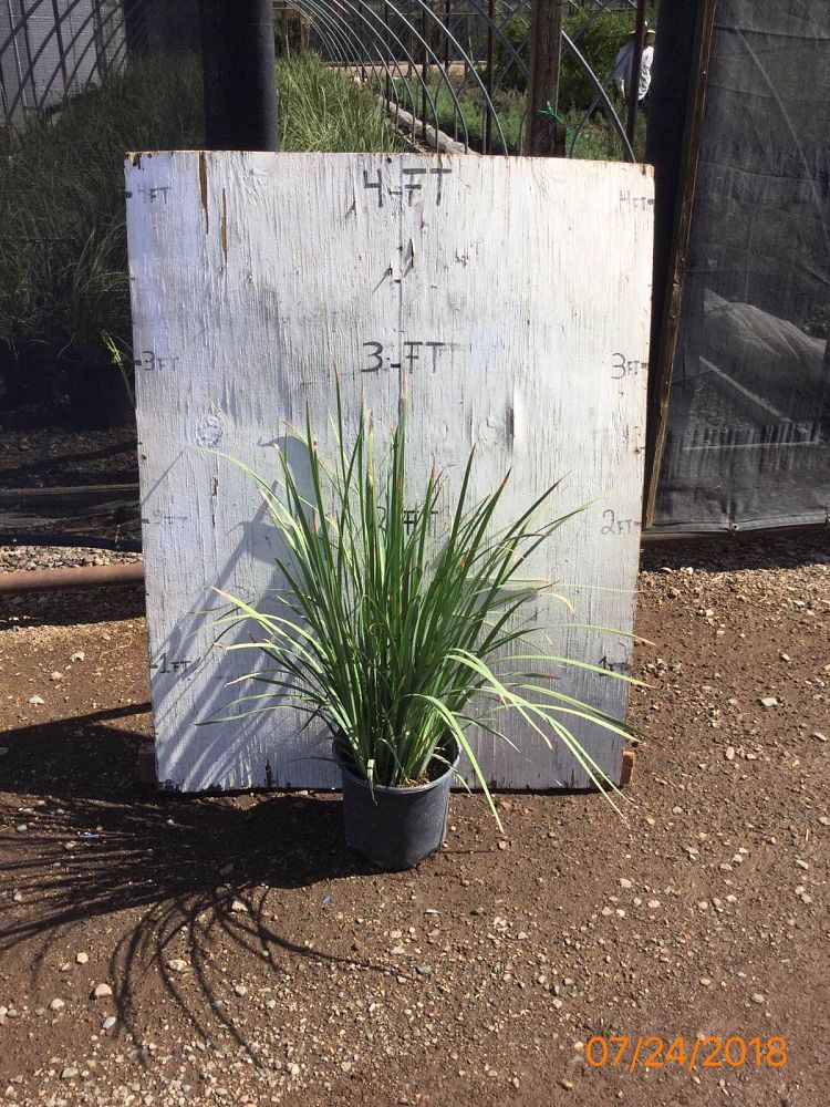 dietes-iridioides-african-iris-fortnight-lily
