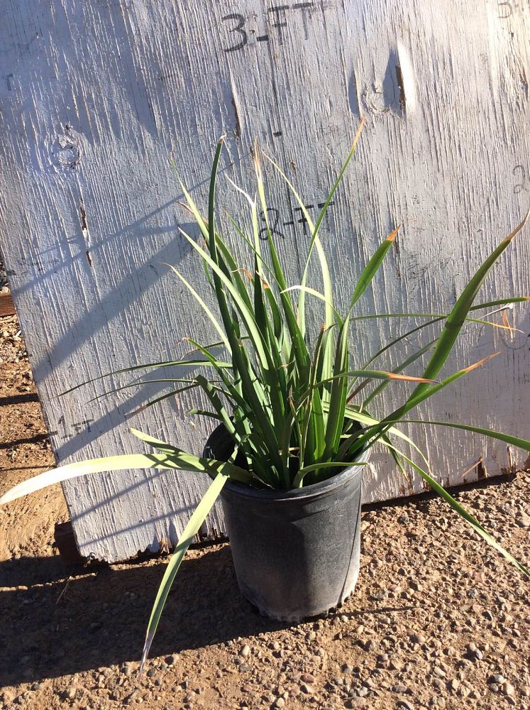 dietes-iridioides-african-iris-fortnight-lily