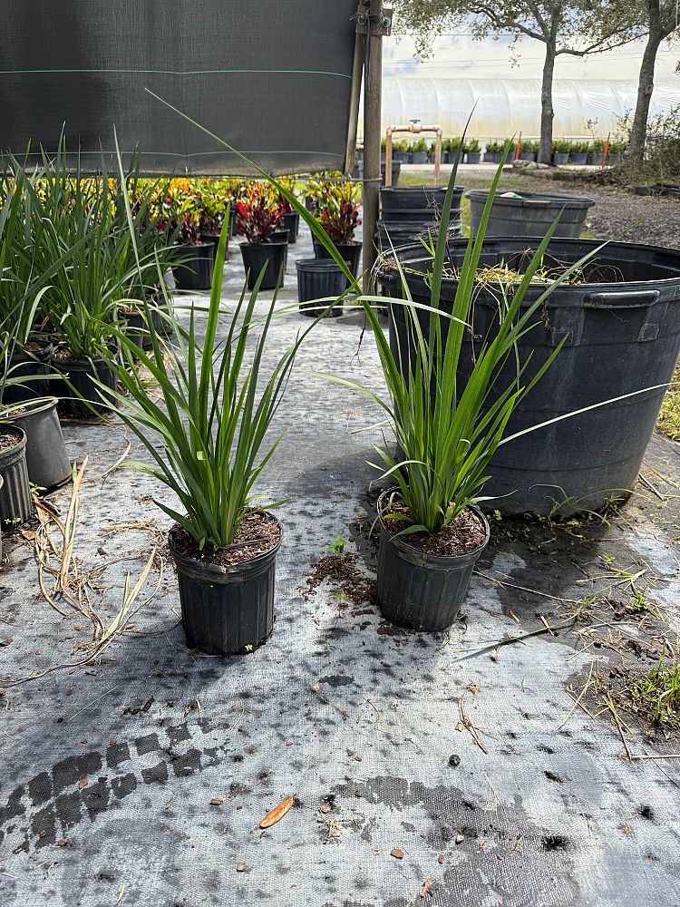 dietes-iridioides-african-iris-fortnight-lily