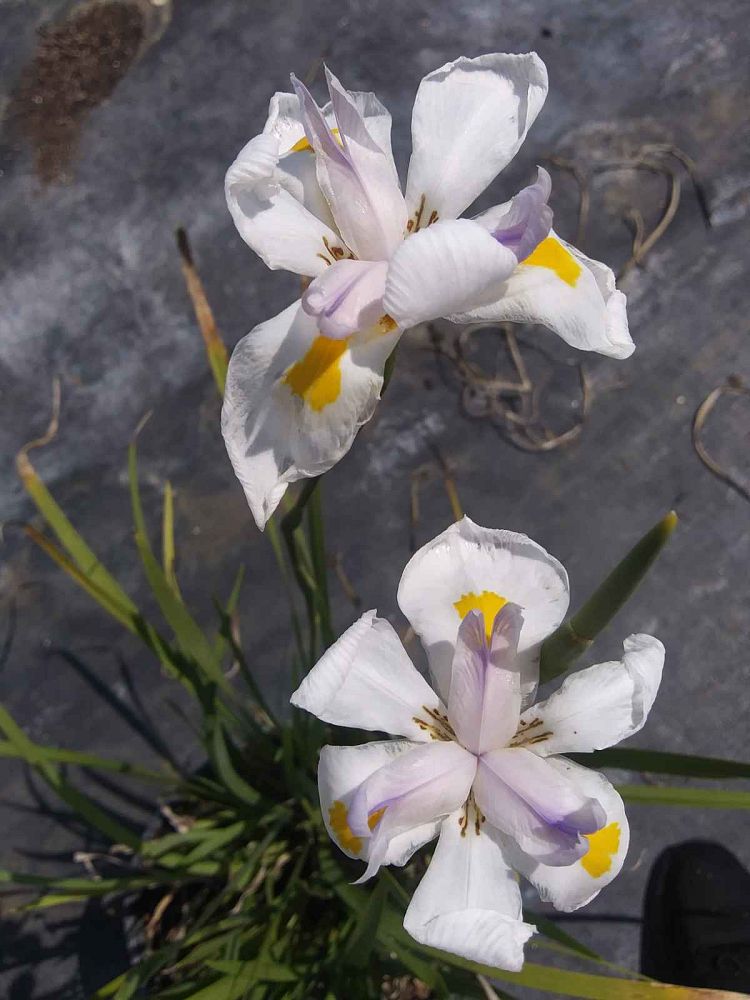 dietes-iridioides-african-iris-fortnight-lily