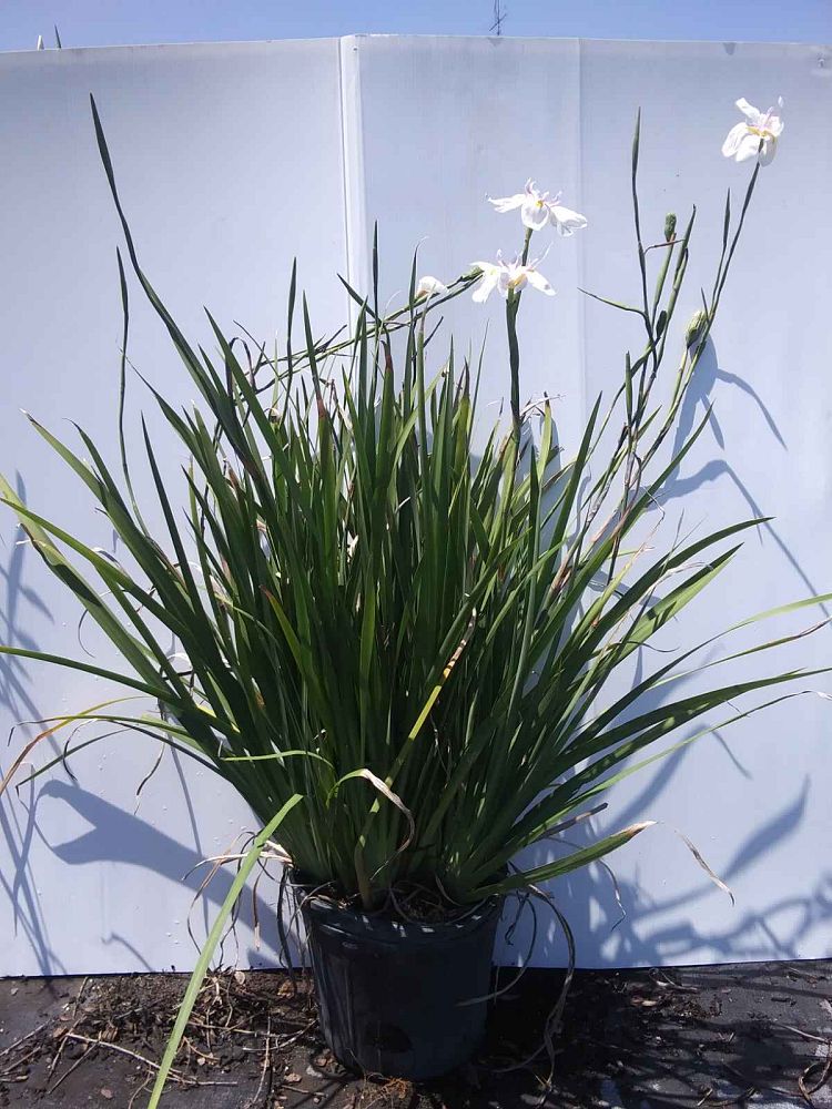 dietes-iridioides-african-iris-fortnight-lily