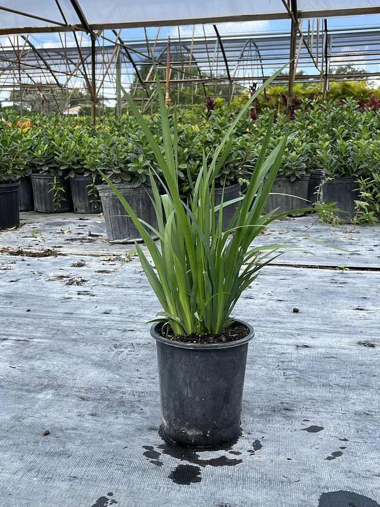 dietes-iridioides-african-iris-fortnight-lily