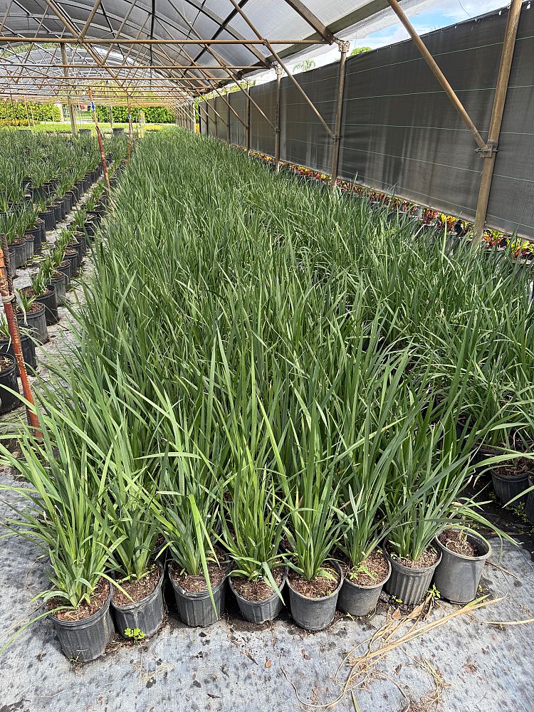 dietes-iridioides-african-iris-fortnight-lily