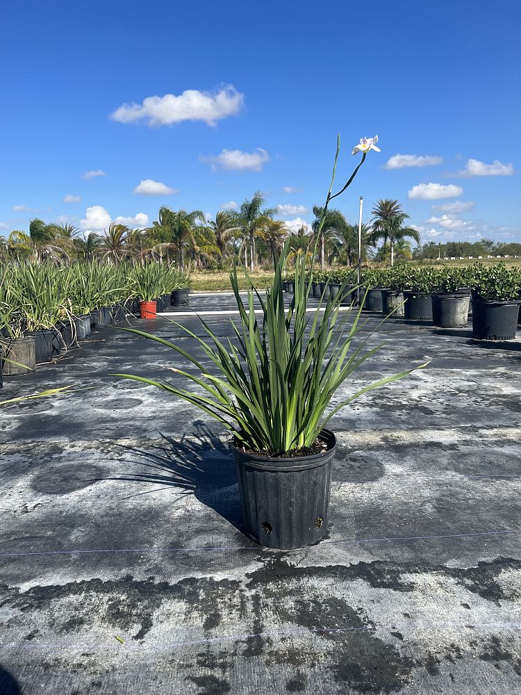 dietes-iridioides-african-iris-fortnight-lily
