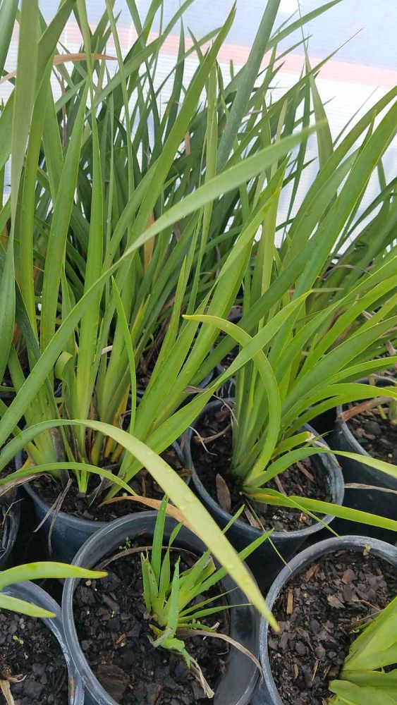 dietes-iridioides-african-iris-fortnight-lily