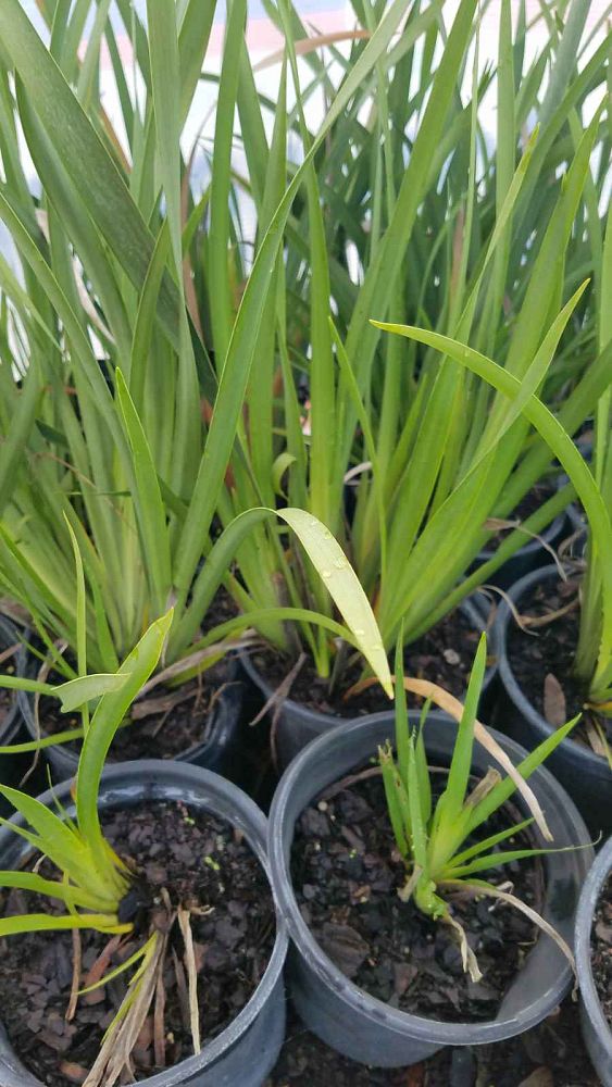 dietes-iridioides-african-iris-fortnight-lily