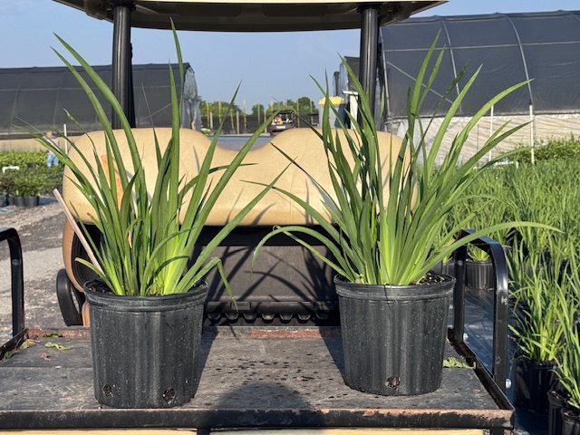 dietes-iridioides-african-iris-fortnight-lily