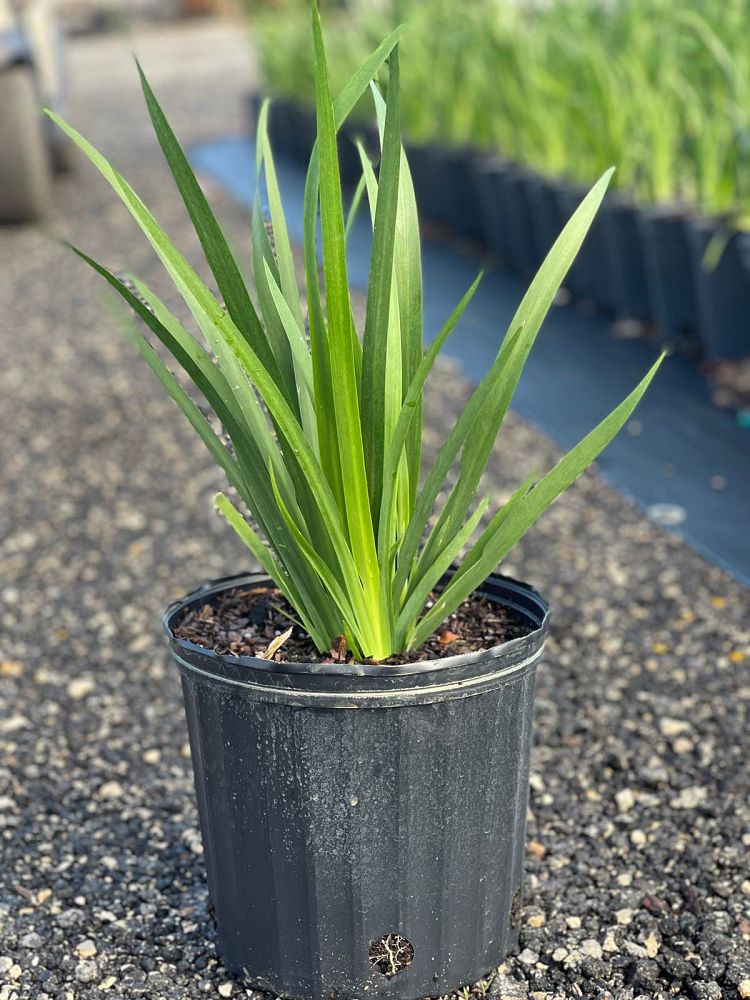 dietes-iridioides-african-iris-fortnight-lily