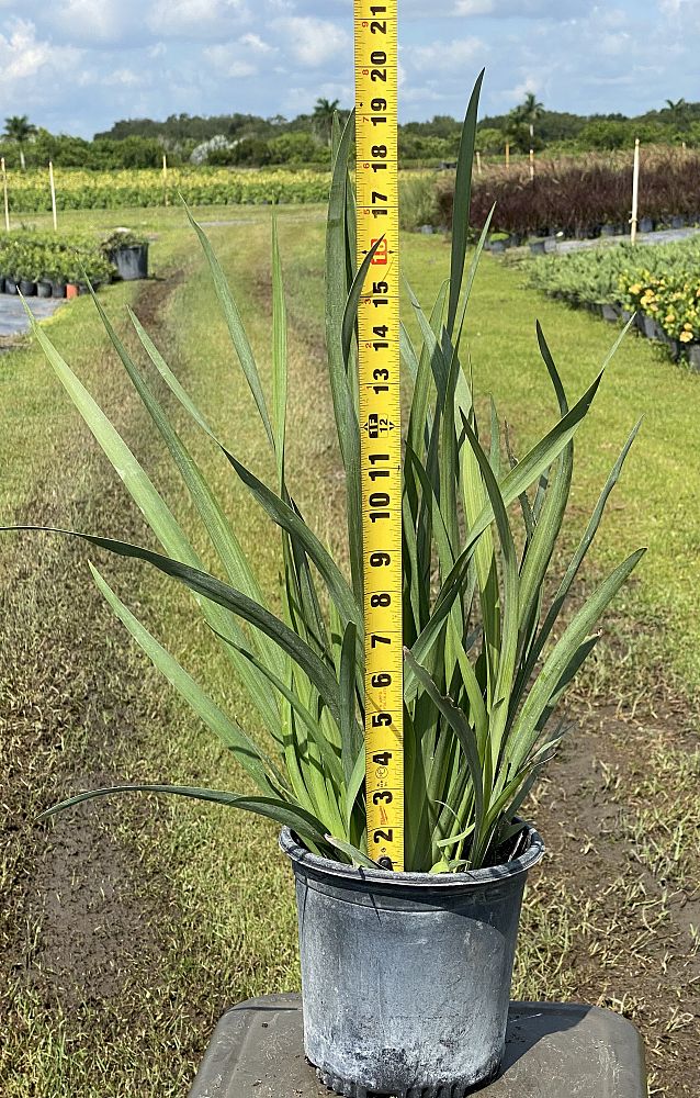 dietes-iridioides-african-iris-fortnight-lily