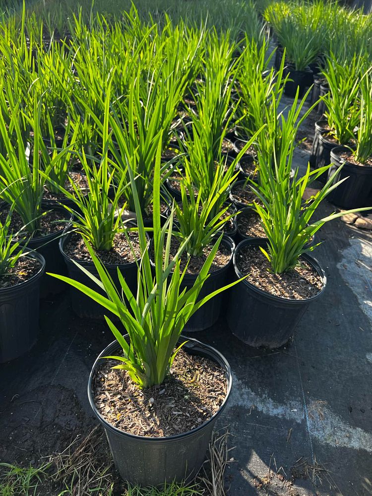 dietes-iridioides-african-iris-fortnight-lily