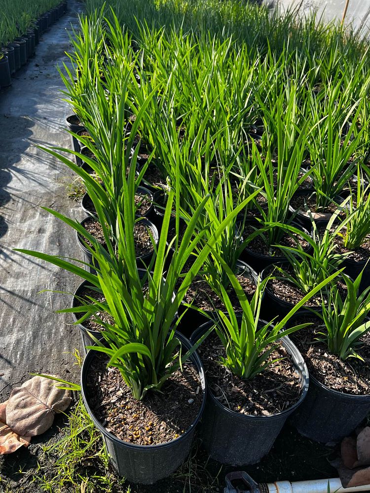 dietes-iridioides-african-iris-fortnight-lily