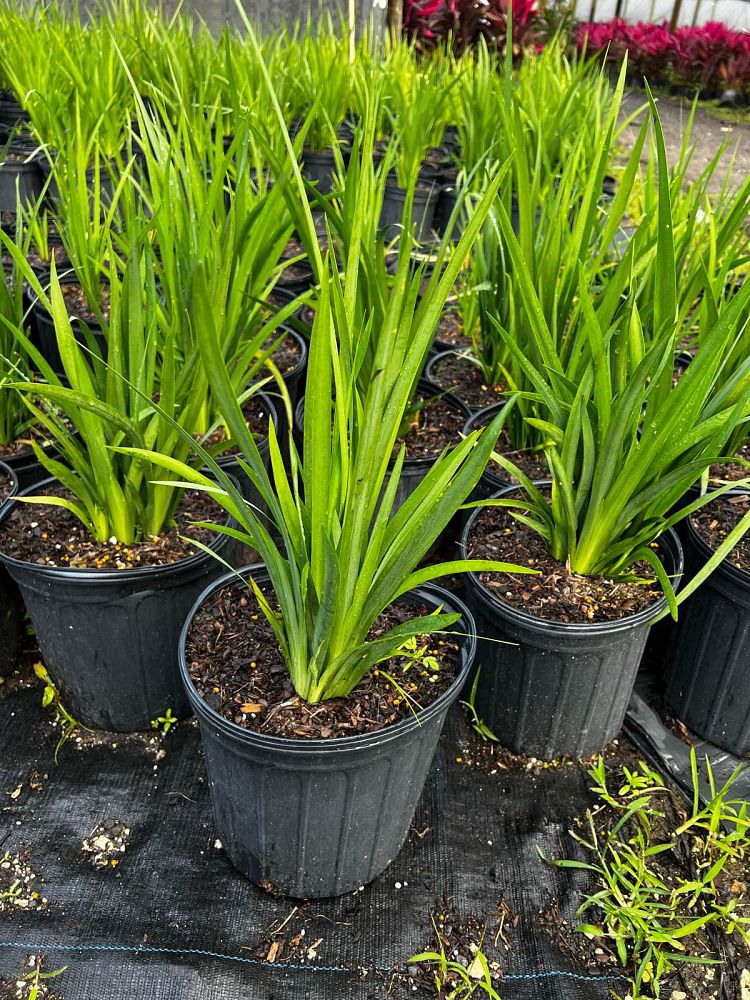 dietes-iridioides-african-iris-fortnight-lily