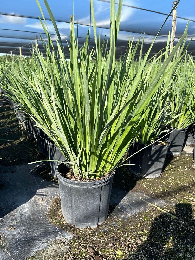dietes-iridioides-african-iris-fortnight-lily