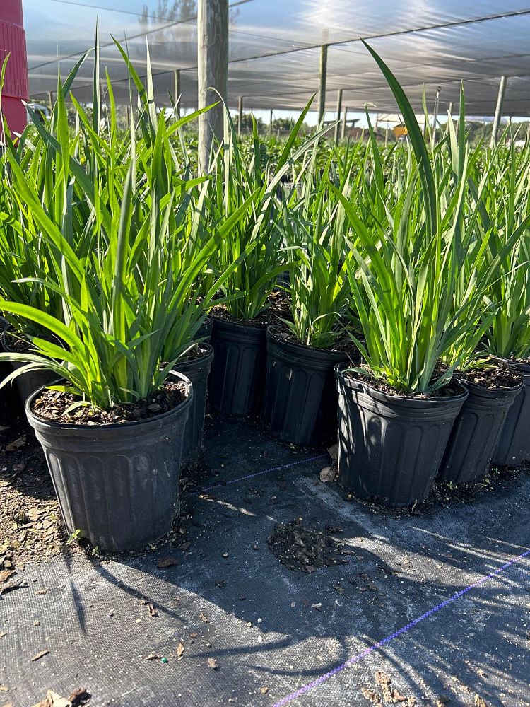 dietes-iridioides-african-iris-fortnight-lily