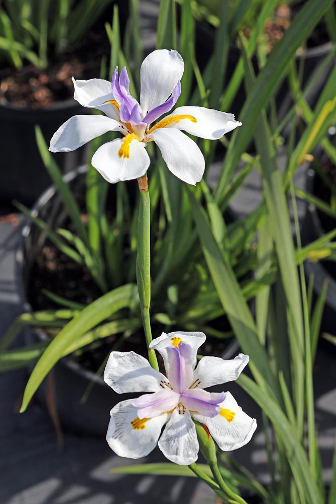 dietes-iridioides-african-iris-fortnight-lily